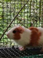 Guinea Pig Rodents for sale in Amayannoor, Ayarkunnam, Kerala, India. price: 150 INR