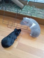 Guinea Pig Rodents for sale in South Berwick, ME 03908, USA. price: NA