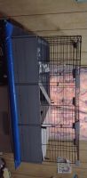 Guinea Pig Rodents for sale in Portland, OR, USA. price: NA