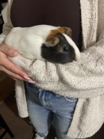Guinea Pig Rodents for sale in New Bedford, MA, USA. price: NA