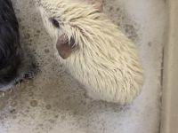 Guinea Pig Rodents for sale in Columbia, MD, USA. price: NA