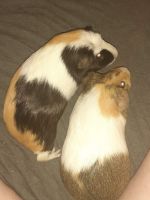 Guinea Pig Rodents for sale in Ravenel, SC, USA. price: NA