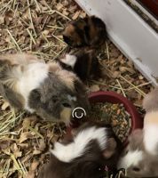 Guinea Pig Rodents for sale in North Las Vegas, NV, USA. price: NA
