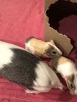 Guinea Pig Rodents for sale in Joplin, MO, USA. price: NA