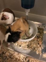 Guinea Pig Rodents for sale in 12628 Memorial Way, Moreno Valley, CA 92553, USA. price: NA