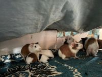 Guinea Pig Rodents for sale in Visakhapatnam, Andhra Pradesh, India. price: 2000 INR