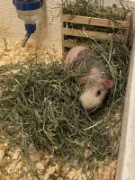 Guinea Pig Rodents for sale in Thornton, CO, USA. price: NA