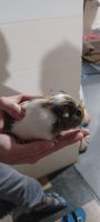 Guinea Pig Rodents for sale in 534 Arlington Ave W, St Paul, MN 55117, USA. price: NA