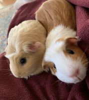 Guinea Pig Rodents for sale in Joliet, IL, USA. price: NA