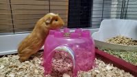 Guinea Pig Rodents for sale in Vancouver, WA, USA. price: NA