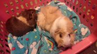Guinea Pig Rodents for sale in 8519 Lowell Ave, Overland Park, KS 66212, USA. price: NA