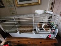 Guinea Pig Rodents for sale in San Jose, CA, USA. price: NA