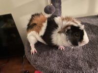 Guinea Pig Rodents for sale in Gallatin, TN 37066, USA. price: NA