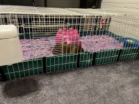 Guinea Pig Rodents for sale in Concord, NC, USA. price: NA