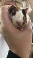 Guinea Pig Rodents for sale in Batesville, MS 38606, USA. price: NA