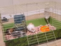 Guinea Pig Rodents for sale in Woodbridge, VA 22191, USA. price: NA