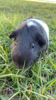 Guinea Pig Rodents for sale in St Cloud, FL, USA. price: NA