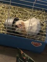 Guinea Pig Rodents for sale in Memphis, TN, USA. price: NA