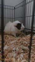 Guinea Pig Rodents for sale in Houston, TX 77040, USA. price: NA