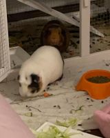 Guinea Pig Rodents for sale in Detroit, MI, USA. price: NA