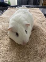 Guinea Pig Rodents for sale in Rialto, CA 92376, USA. price: NA