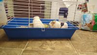 Guinea Pig Rodents for sale in Dothan, AL 36305, USA. price: NA