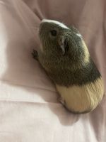 Guinea Pig Rodents for sale in Kennewick, WA, USA. price: NA