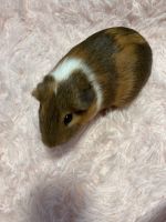 Guinea Pig Rodents for sale in Sanford, FL, USA. price: NA