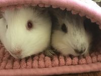 Guinea Pig Rodents for sale in Collingswood, NJ, USA. price: NA