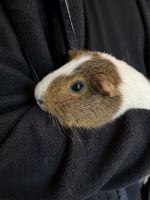 Guinea Pig Rodents for sale in Perkasie, PA 18944, USA. price: NA