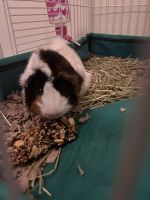 Guinea Pig Rodents for sale in Orlando, FL, USA. price: NA