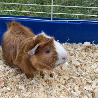 Guinea Pig Rodents for sale in Margate, FL, USA. price: NA