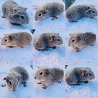 Guinea Pig Rodents for sale in Bangor, ME 04401, USA. price: NA