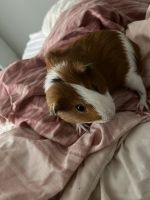 Guinea Pig Rodents for sale in Hampton, VA 23666, USA. price: $600