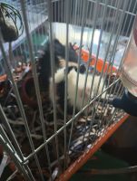 Guinea Pig Rodents for sale in Midland, MI, USA. price: $50