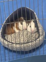 Guinea Pig Rodents for sale in Clio, MI 48420, USA. price: NA