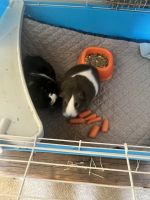 Guinea Pig Rodents for sale in Loganville, GA 30052, USA. price: $30