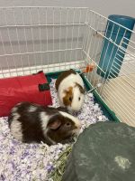 Guinea Pig Rodents for sale in Idaho Falls, ID, USA. price: $100
