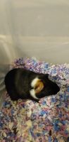 Guinea Pig Rodents for sale in 1121 Meadow Ln, Chester, PA 19013, USA. price: $60