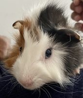 Guinea Pig Rodents for sale in Schnecksville, PA 18078, USA. price: $30