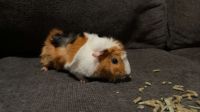 Guinea Pig Rodents for sale in Yulee, FL, USA. price: $40