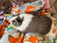 Guinea Pig Rodents for sale in Alexandria, VA, USA. price: $25