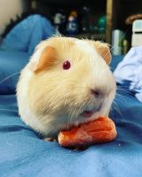 Guinea Pig Rodents for sale in Gilbert, AZ, USA. price: $150