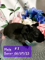Guinea Pig Rodents for sale in Chardon, OH 44024, USA. price: $100