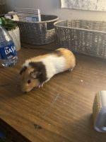 Guinea Pig Rodents for sale in Dayton, OH, USA. price: $20