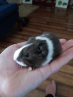 Guinea Pig Rodents for sale in Florence, TX 76527, USA. price: NA