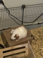 Guinea Pig Rodents for sale in Kyle, TX, USA. price: $25