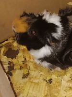 Guinea Pig Rodents for sale in Grand Saline, TX 75140, USA. price: $25
