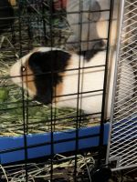 Guinea Pig Rodents for sale in Walden, NY 12586, USA. price: $25