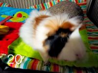 Guinea Pig Rodents for sale in Colorado Springs, CO, USA. price: $125